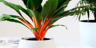 Хлорофитум оранжевый