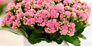 Каланхоэ Блоссфельда