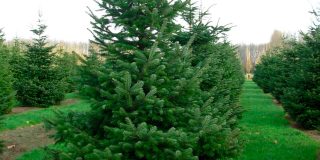 Пихта Нордмана